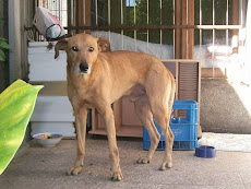 Flaco encontrado