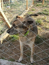 Oliver en adopción