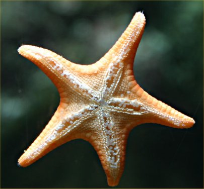 FASCINATING FACTS OF MATHEMATICS: MATHS AND NATURE