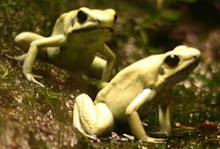 cute little frogss