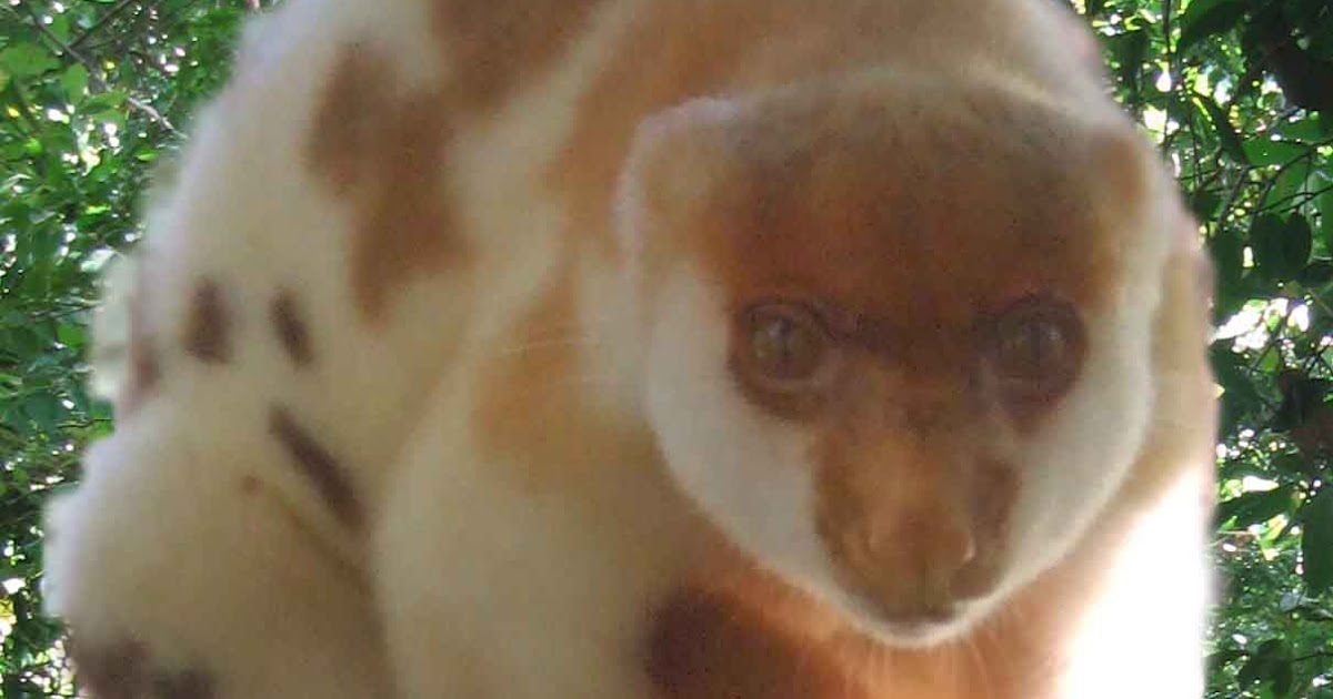 PNG Tourism News Update Cuscus the shy Forest Animal of New Guinea