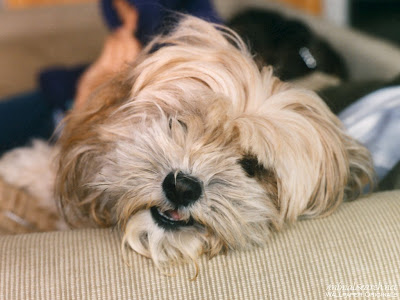 Dog Picture - Dog Pics