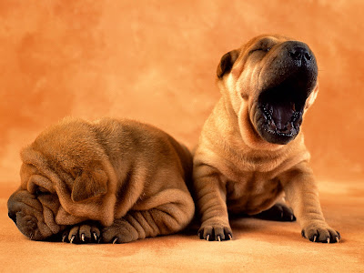 cute puppies wallpaper. 02 Cute Big Yawn Puppy