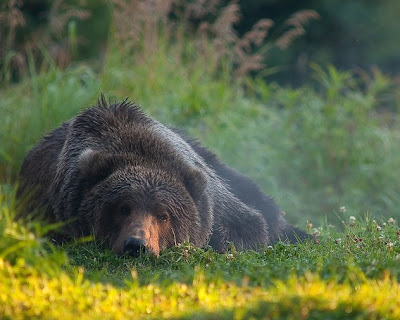 Brown Bear Picture