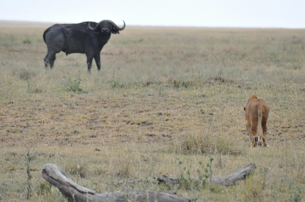 Animals Zoo Park Lion Hunting Buffalo, Lions Hunting Buffalo Video