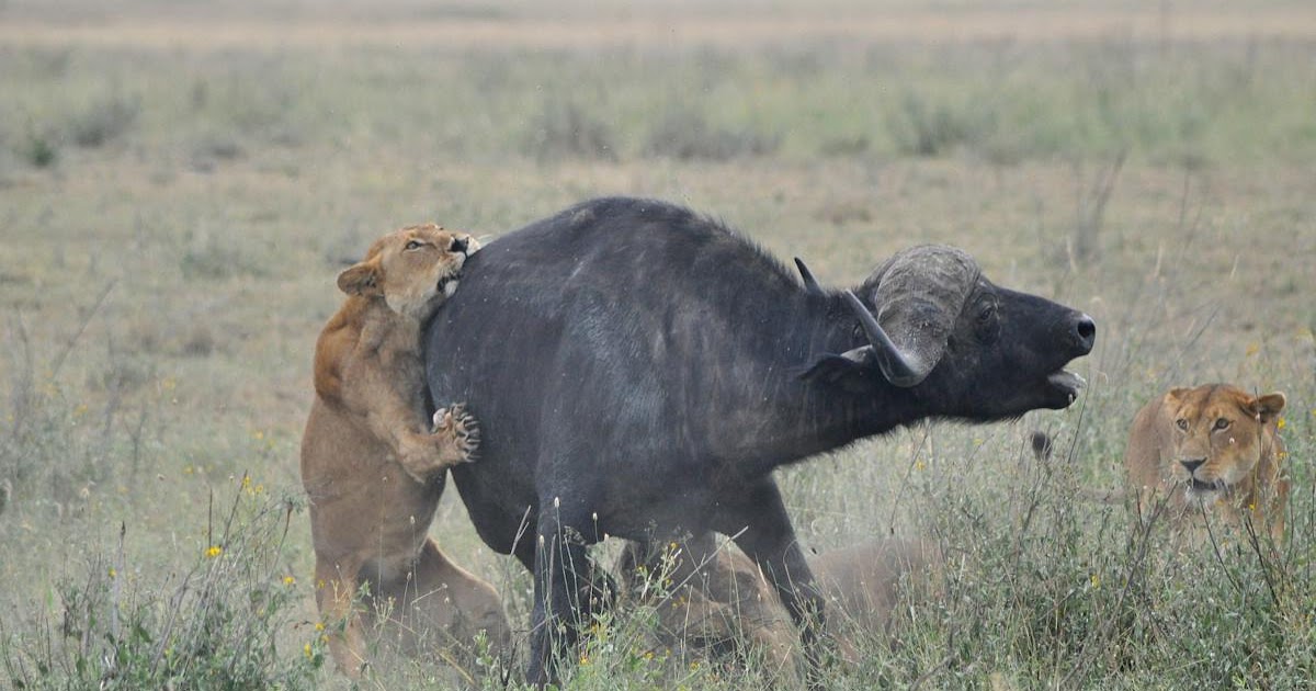 Best Jungle Life: African lions hunting pictures