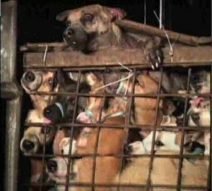Abused Dogs