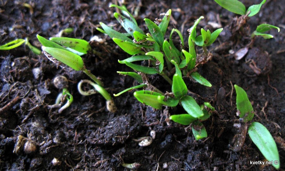 [IMG_2756+рассада.jpg]