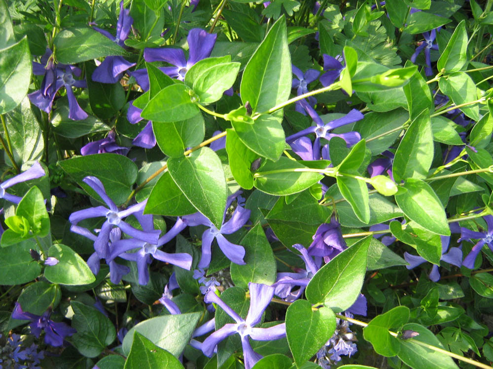 [барвинок+IMG_0399+м.jpg]