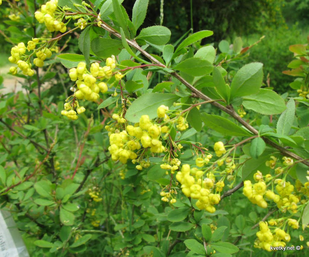 [барбарис+IMG_2546+м.jpg]