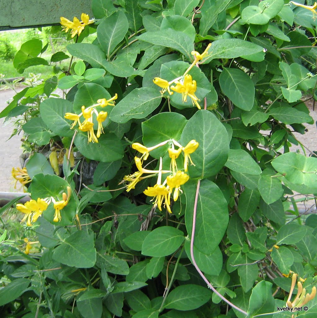 [жимолость+каприфоль+IMG_1455.jpg]