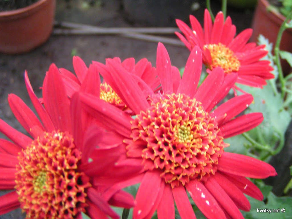 [хризантема+Анемоновидные+Оваро+.jpg]