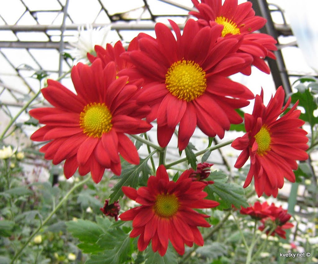 [хризантема+IMG_1310+.jpg]