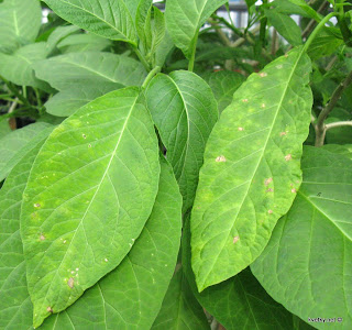 излишек кальция,хлороз и отмирание ткани молодых листьв бругмансии