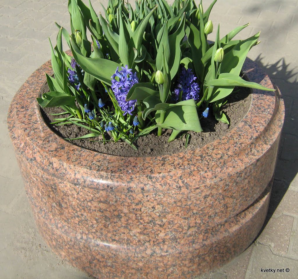 [гиацинт+IMG_0376.jpg]