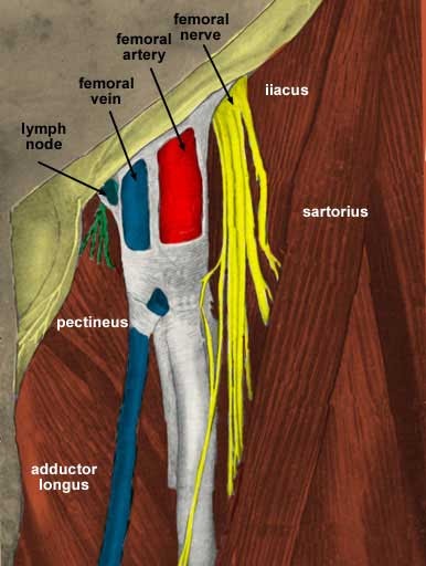 TRAIN OUT PAIN: Groin pain and the Femoral Sheath