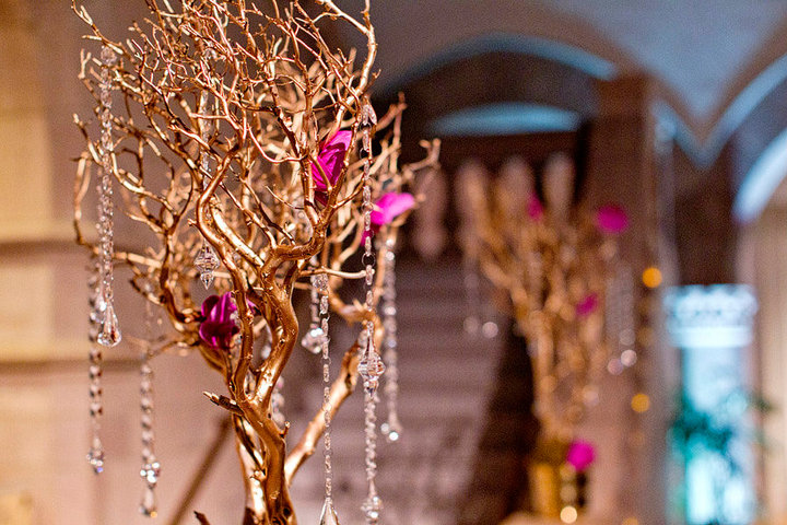 Gold Manzanita Tree