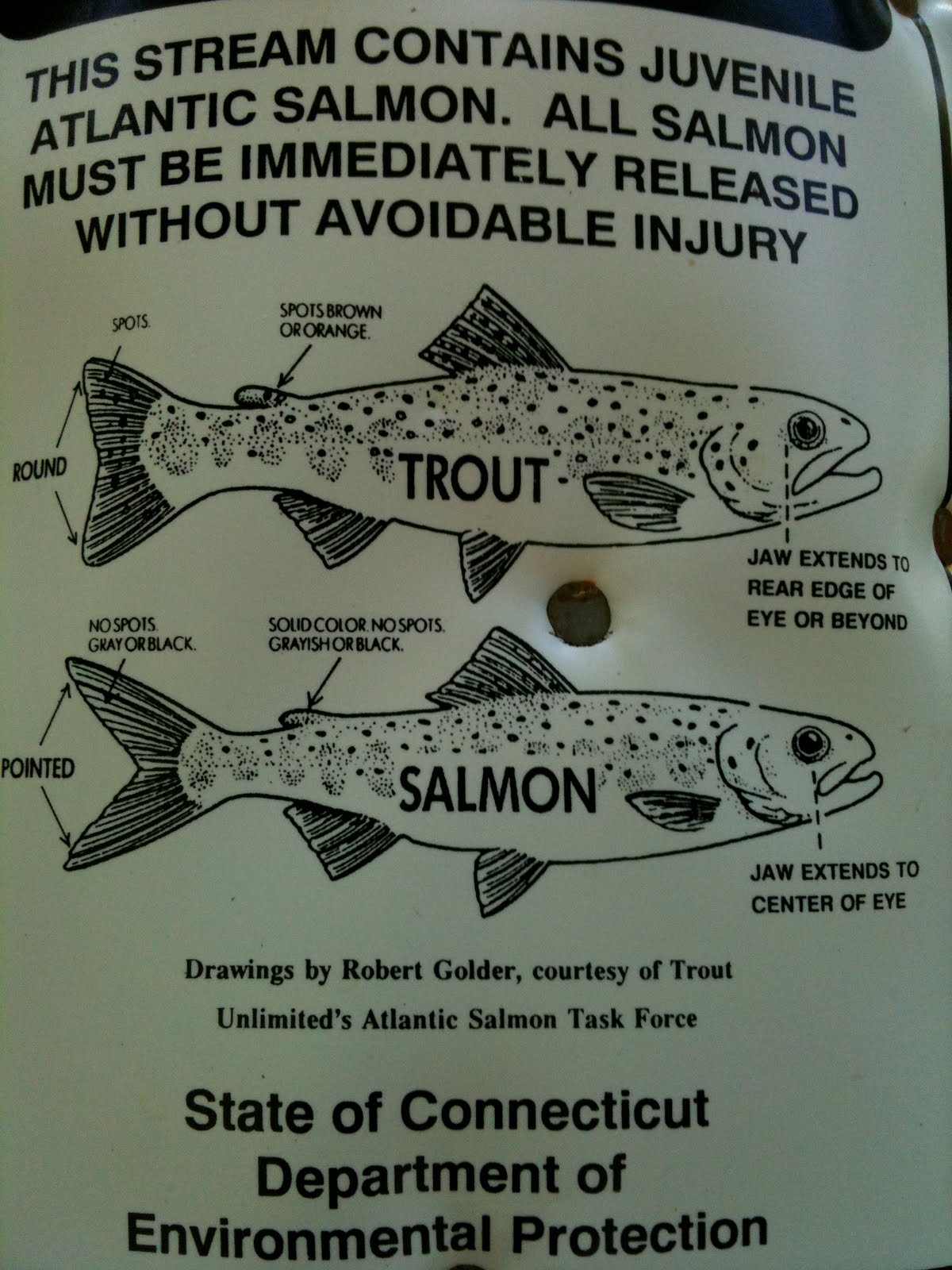 My View of the Day how to tell a trout from a salmon