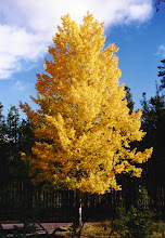 aspen tree