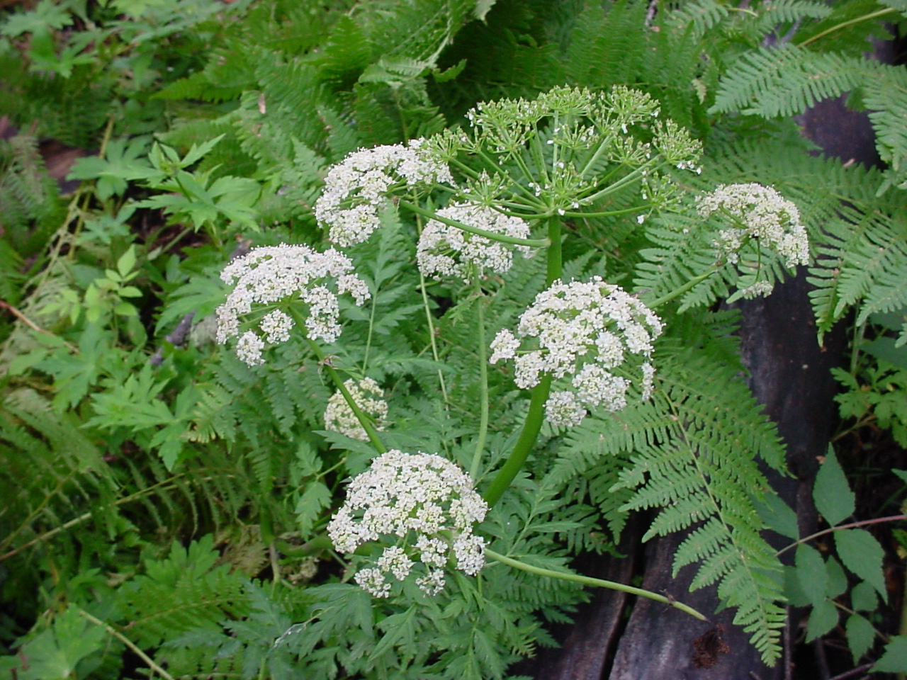 Growing Hermione�s Garden Ligusticum poteria Wild Lovage