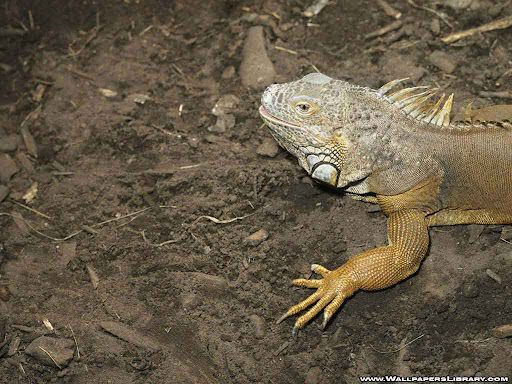 Lizard Wallpaper 08