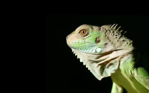 Lizard Wallpaper 07