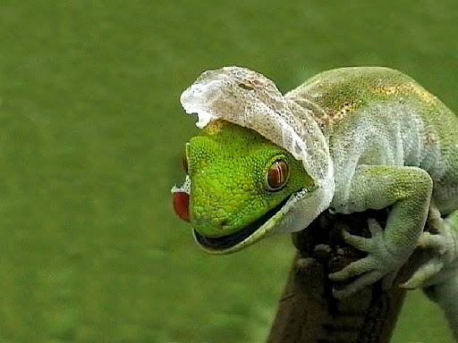 Lizard Wallpaper 05