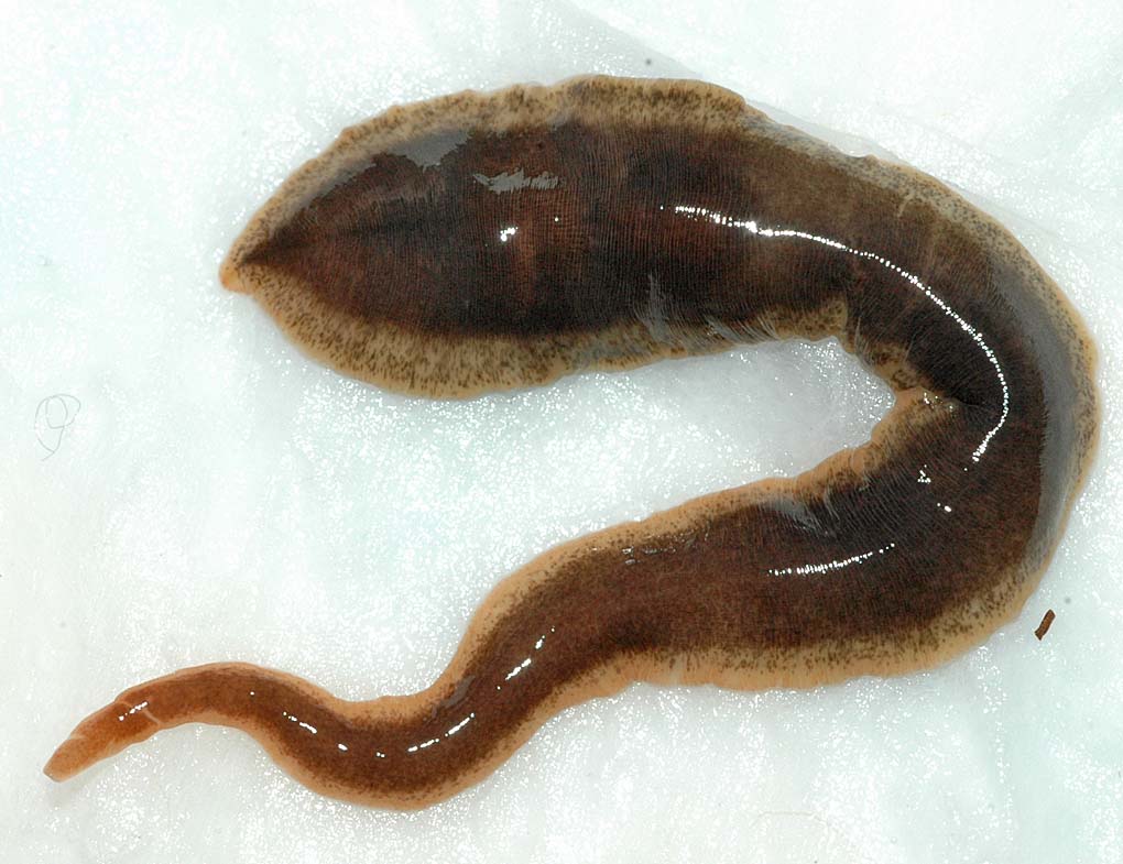 flatworm in flatworm parasite in humans flatworm in flatworm parasite in humans