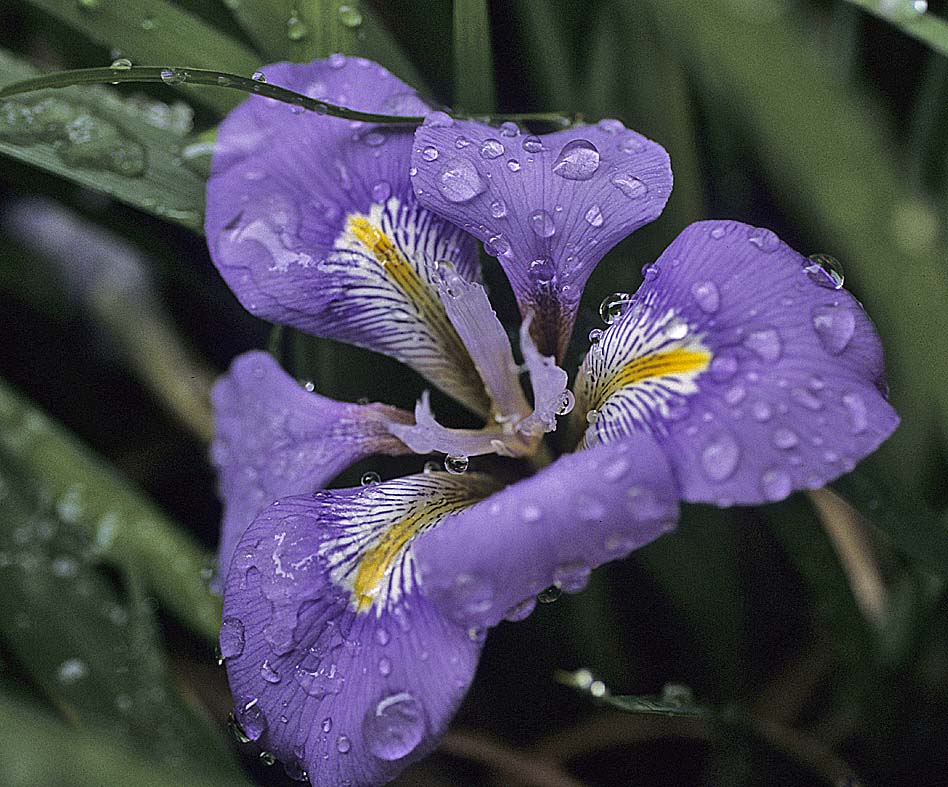 Iris