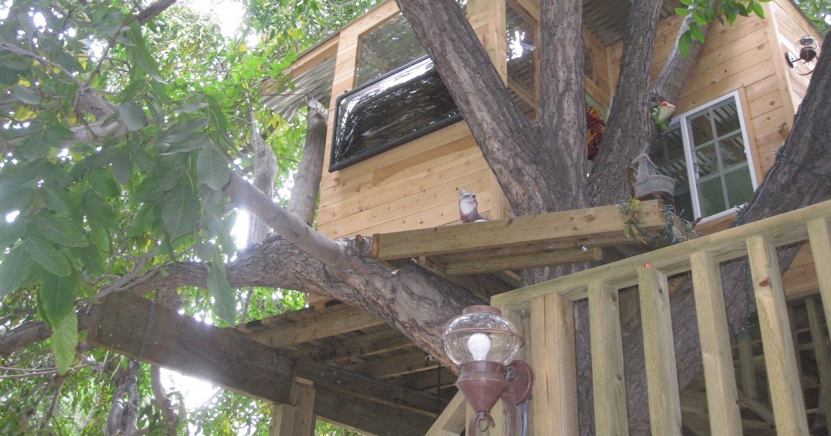 Zucchero Architects Tree House Built in an Old Walnut Tree / California