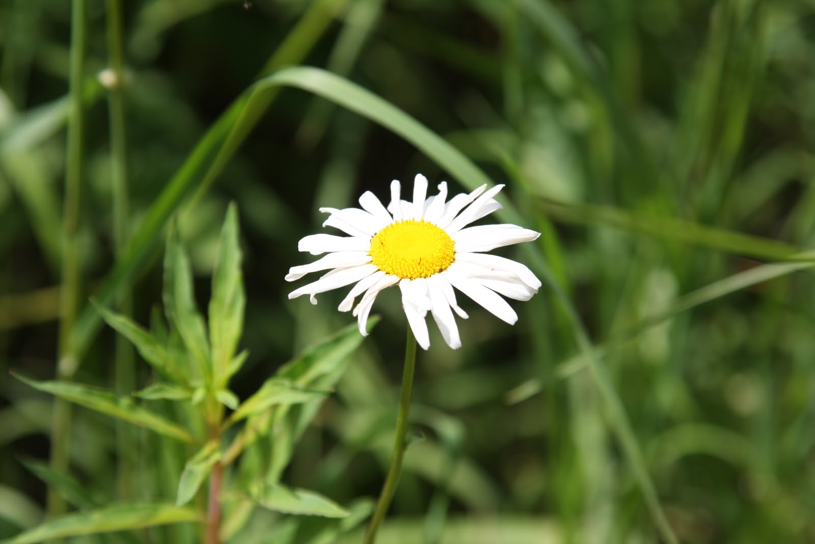 [IMG_3788.JPG]