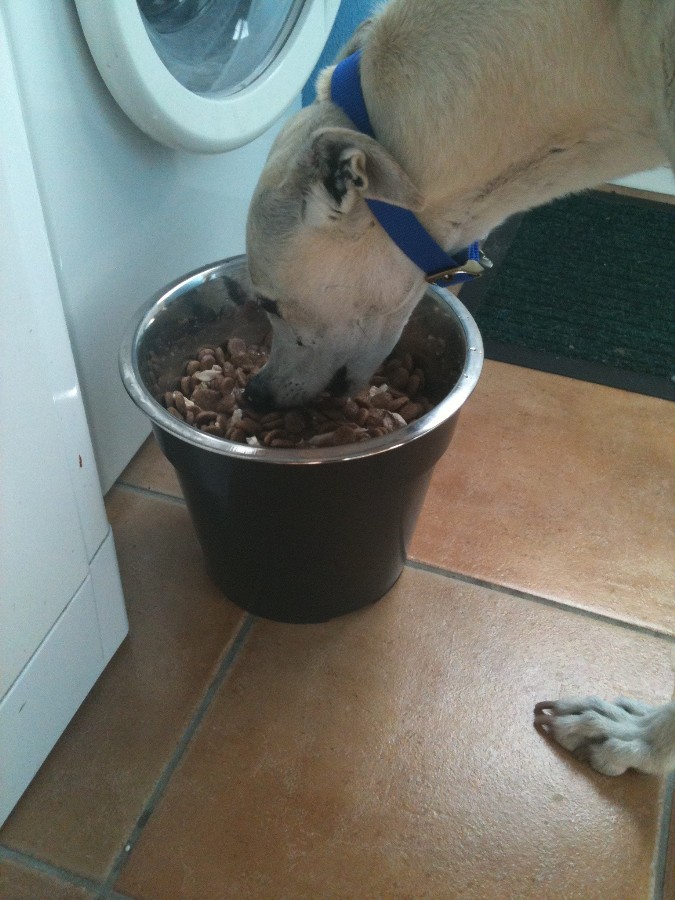 Winnie's Dog Blog Great Greyhound food