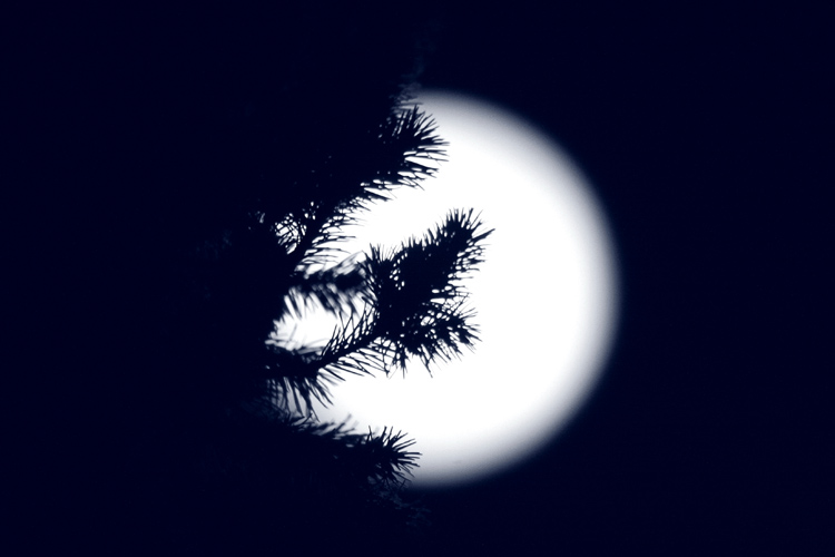 [Moonlight.jpg]