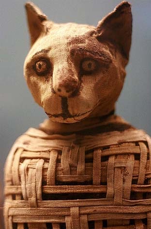 cats facts: Mummified Egyptian
