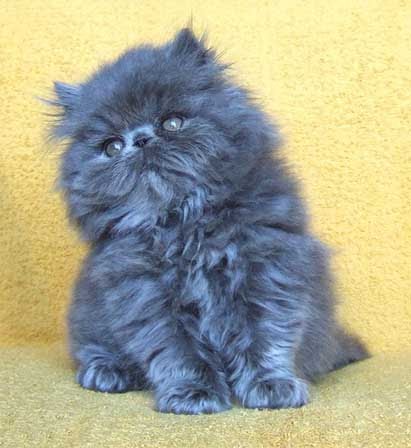 cats facts: Blue Persian Kitten