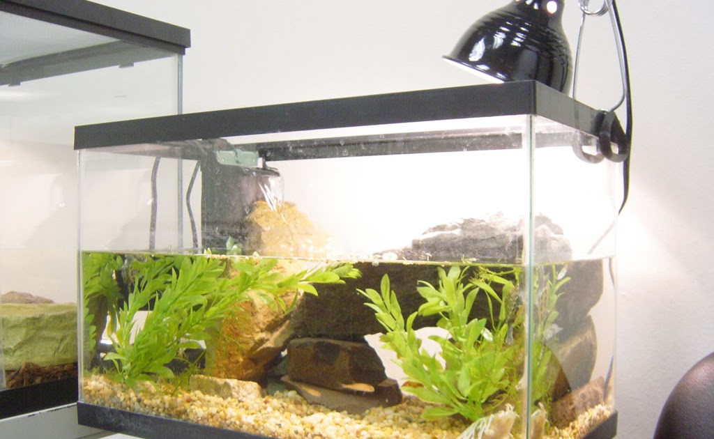  Setting up the Turtle Tank