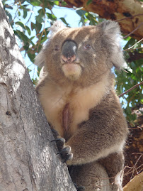 Blinky the koala!