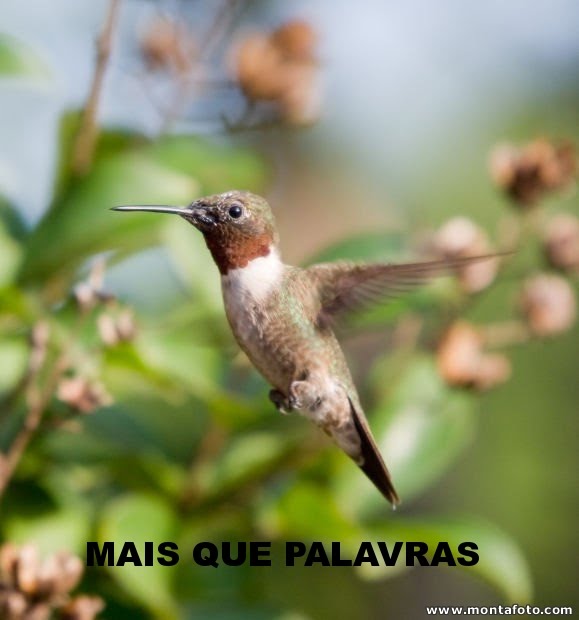[MAIS+QUE+PALAVRAS.jpg]