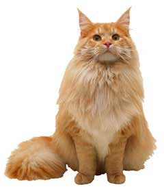 Lovely Animal: Cat Breeds : American Longhair