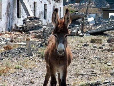 Ну мы с этими!!! 