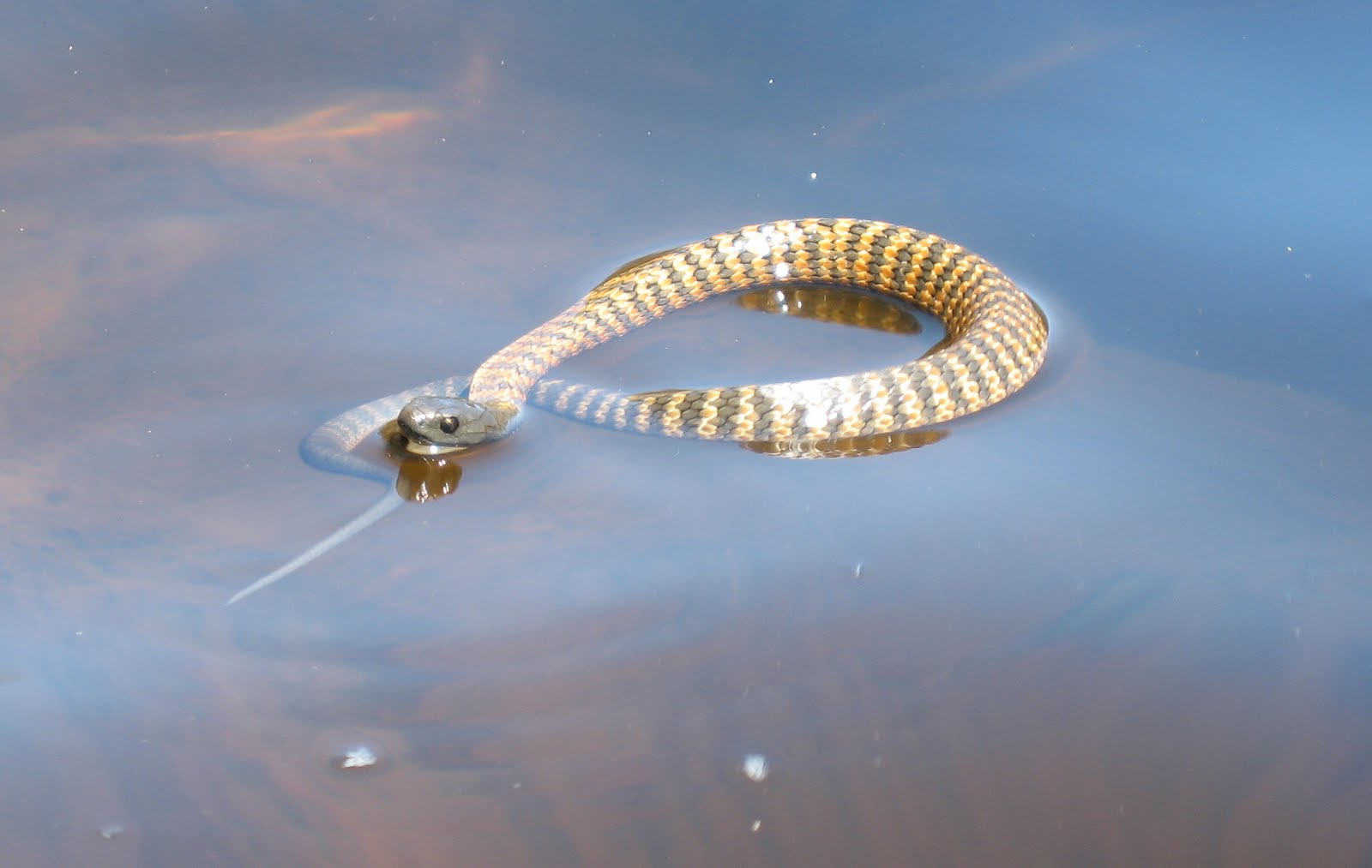 El Juego De La Taba Serpientes De Agua