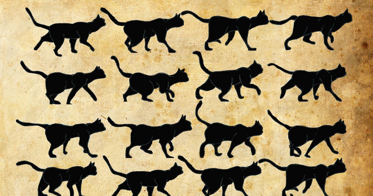 Emma's Final Year Uni Project The Fish Shop Cat Cat movement images