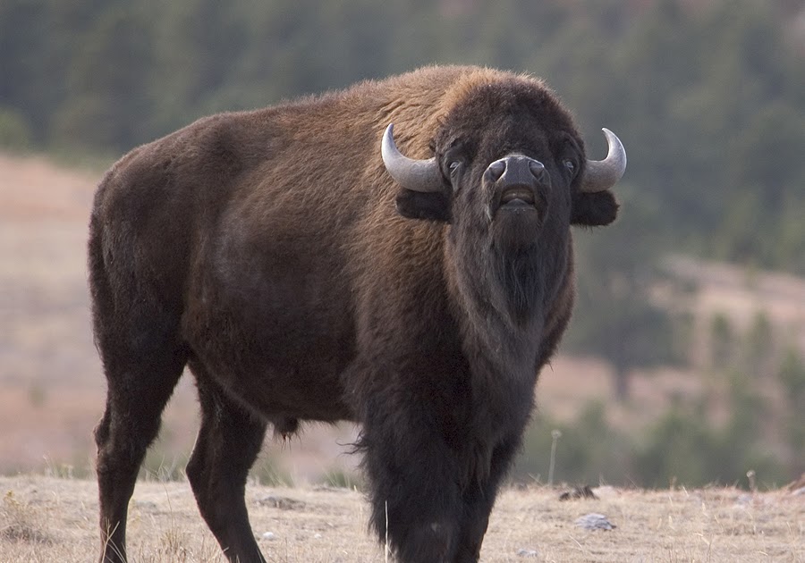 Dakotagraph Buffalo photos in South Dakota