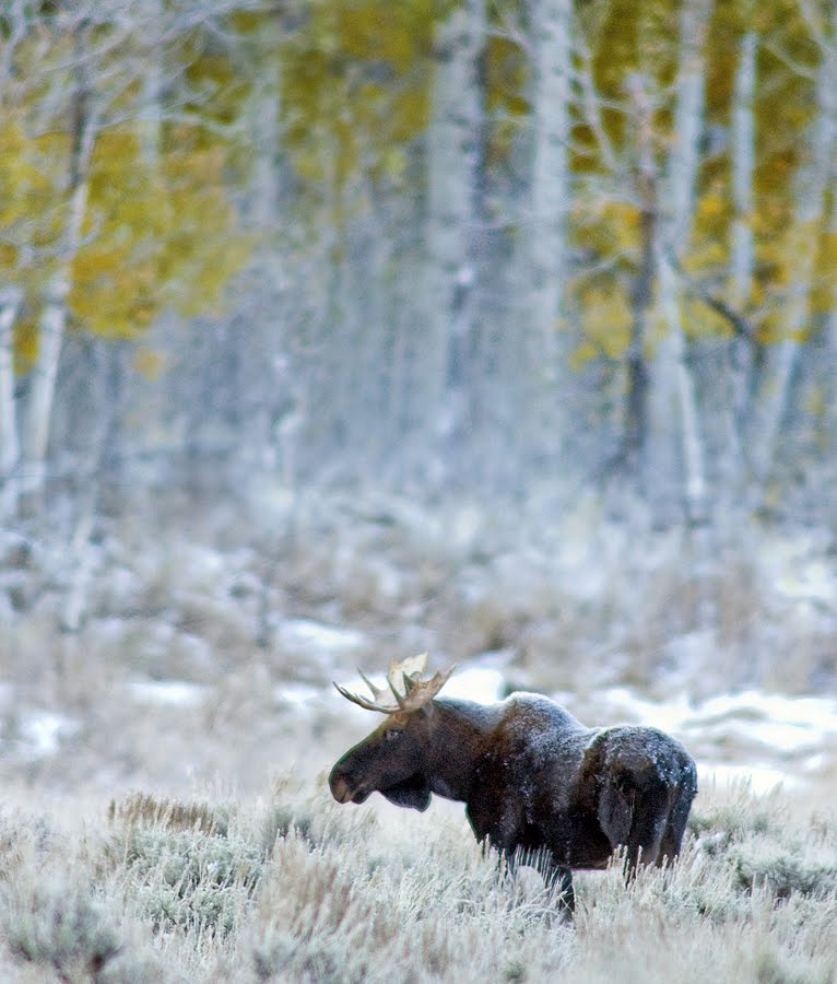 [webMoose.jpg]