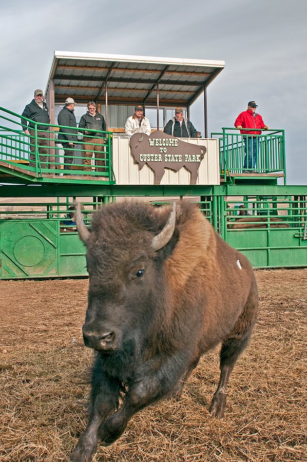 Dakotagraph Buffalo auction action