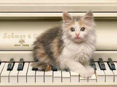 Download Free PC Wallpaper of Cute Cats Image : Cat on Piano