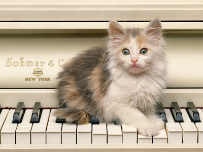صور قطط كيوت ... عسولة  Cat+on+piano+wallpaper+pic+image+photo