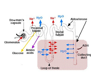 Kidney Filtering System