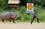 Hippo tipping gone awry