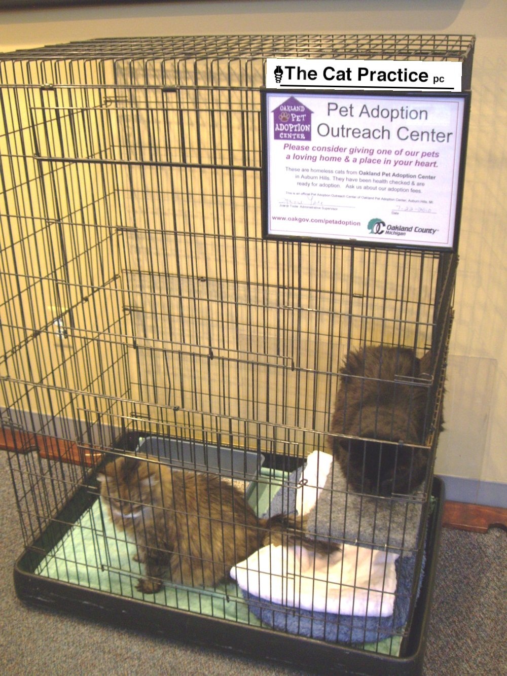 adoption centers cat chat with caren and oakland pet adoption center adoption centers cat chat with caren and oakland pet adoption center